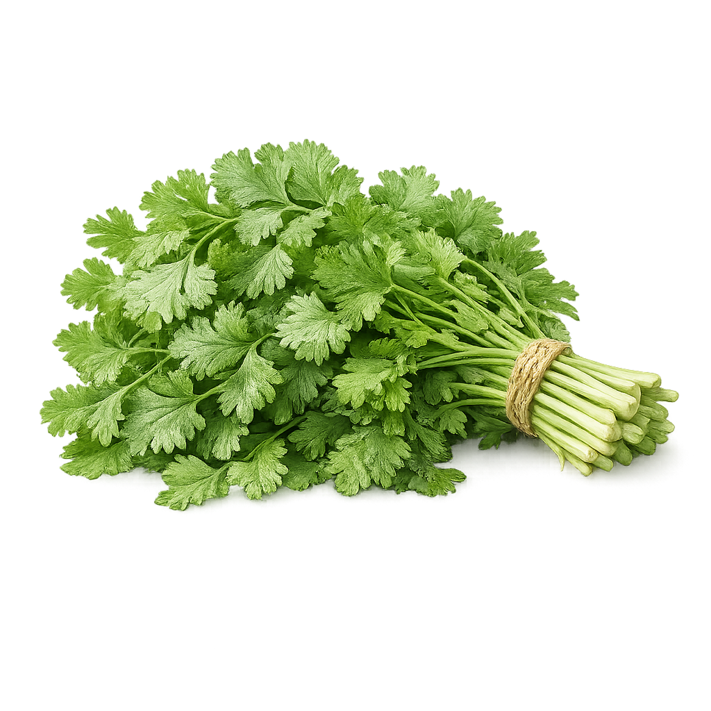 Cilantro