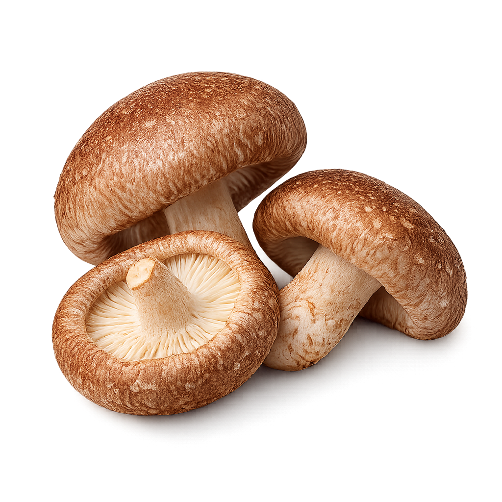 Shiitake Mushroom